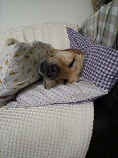 ����̔�ꂪ�o�Ă�̂��`