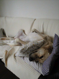 �X�S�C�Q���c