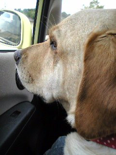 �s���Ă��܂�