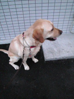 �Ƃ̂����߂��ɃR���r�j���ł����I