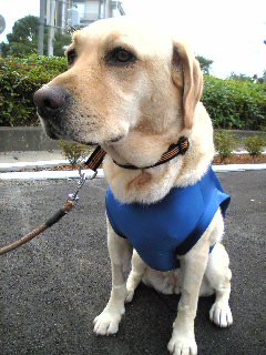 ���ꂩ���V��