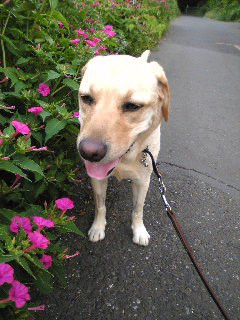 ���C�ɂȂ������`