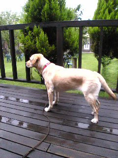 ���ɕ�܂ꂽ��������