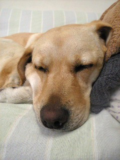 �Q�Ă΂���c