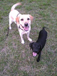 �{�[�������ā`