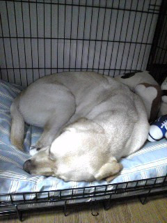 ���܂ɂ̓n�E�X�ŐQ���ł���