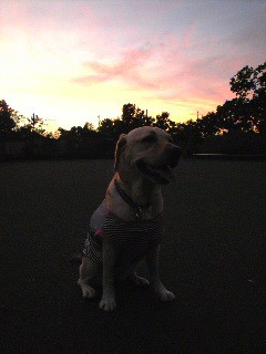 �[�Ă��o�b�N