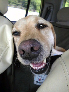 �����c�Ȃ̂�