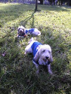 �}���V�F�ƃr�r�A��