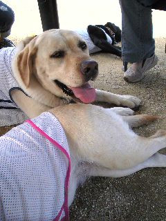 �䍂�h�b�O�����ɗ�����`