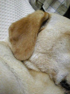 ���̐F�͔Z����ł�