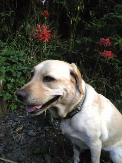 ���Ɍ����܂��̂́c