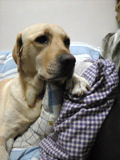 �e���r���Ă܂�