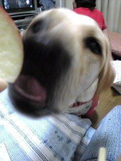 ��񂲂����I