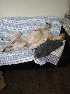 �����������ȐQ���c