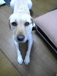 �U�� �܂��Ă����H