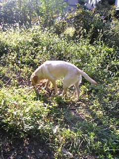 �T�o���i������c