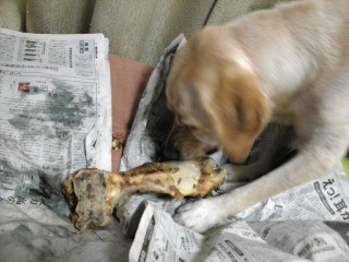 �ł��������Ɗi����