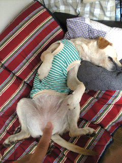 �V��̃��f�������肢�������̂Ɂc