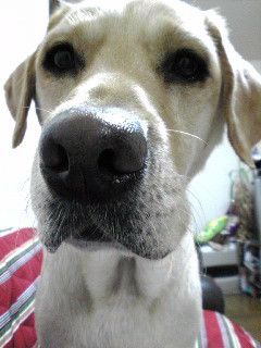 ��������c