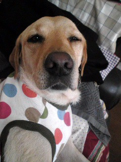 �}�b�T�[�W���̊�