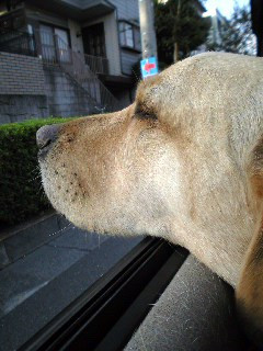 �����Ƃ�