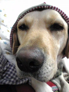 �������茳�C�ɂȂ�܂���