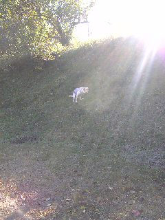 �Ζʂœ��񒣂蒆