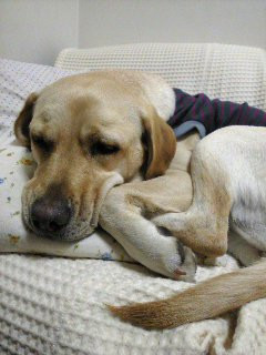 ���߂�Ȃ���