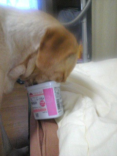 ���[�O���g ���܂�