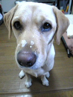 �@�ɕt���Ă����